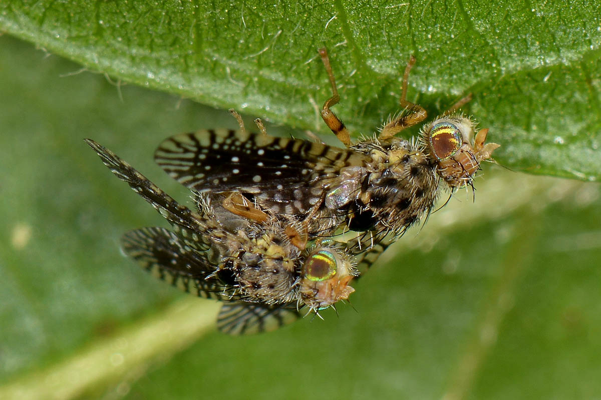 Tephritidae?  S, Noeeta cfr. pupillata